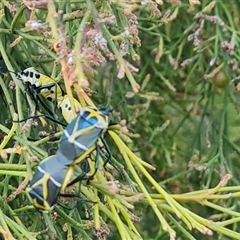 Commius elegans at Isaacs, ACT - 27 Sep 2024 03:18 PM