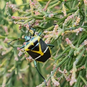 Commius elegans at Isaacs, ACT - 27 Sep 2024 03:18 PM