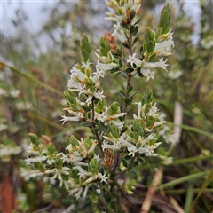 Brachyloma daphnoides (Daphne Heath) at Bombay, NSW - 27 Sep 2024 by MatthewFrawley