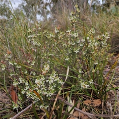 Brachyloma daphnoides at Bombay, NSW - 27 Sep 2024 02:49 PM