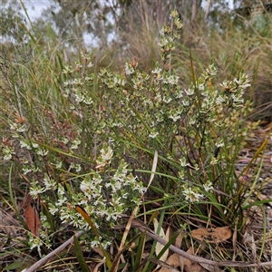 Brachyloma daphnoides at Bombay, NSW - 27 Sep 2024 02:49 PM