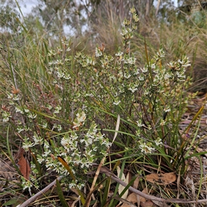 Brachyloma daphnoides at Bombay, NSW - 27 Sep 2024