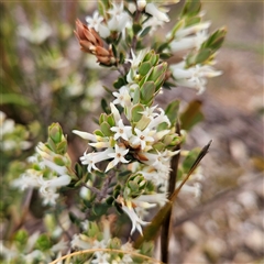 Brachyloma daphnoides at Bombay, NSW - 27 Sep 2024