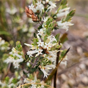 Brachyloma daphnoides at Bombay, NSW - 27 Sep 2024