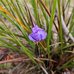 Patersonia sericea var. sericea (Silky Purple-flag) at Bombay, NSW - 27 Sep 2024 by MatthewFrawley