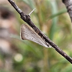 Thalerotricha mylicella (A concealer moth) at Bombay, NSW - 27 Sep 2024 by MatthewFrawley