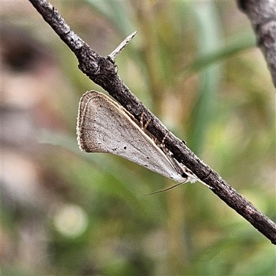 Thalerotricha mylicella (A concealer moth) at Bombay, NSW - 27 Sep 2024 by MatthewFrawley