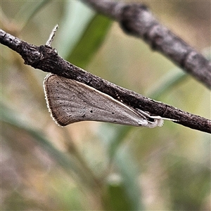 Thalerotricha mylicella at Bombay, NSW - 27 Sep 2024 02:53 PM