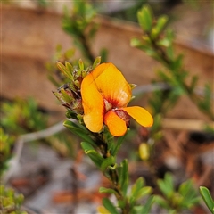 Pultenaea subspicata (Low Bush-pea) at Bombay, NSW - 27 Sep 2024 by MatthewFrawley