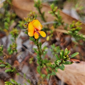 Pultenaea subspicata at Bombay, NSW - 27 Sep 2024 02:57 PM