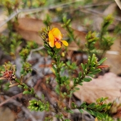 Pultenaea subspicata at Bombay, NSW - 27 Sep 2024 02:57 PM