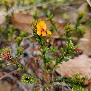 Pultenaea subspicata at Bombay, NSW - 27 Sep 2024