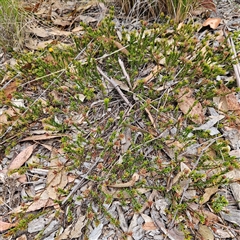 Pultenaea subspicata at Bombay, NSW - 27 Sep 2024