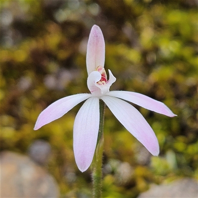 Caladenia carnea (Pink Fingers) at Bombay, NSW - 27 Sep 2024 by MatthewFrawley