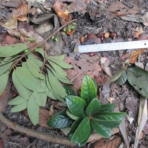 Litsea leefeana (brown bolly gum) at Syndicate, QLD by Jase