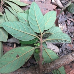 Litsea leefeana at Syndicate, QLD - 21 Jun 2017