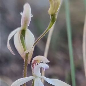 Caladenia ustulata at Bungendore, NSW - 27 Sep 2024