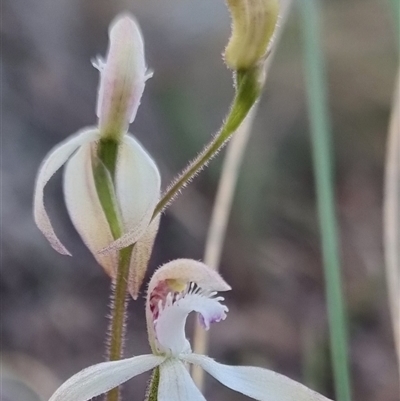 Caladenia ustulata (Brown Caps) at Bungendore, NSW - 27 Sep 2024 by clarehoneydove