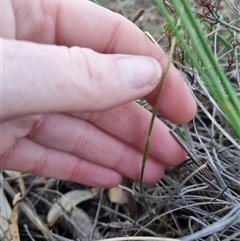 Caladenia ustulata at Bungendore, NSW - suppressed