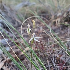 Caladenia ustulata at Bungendore, NSW - 27 Sep 2024