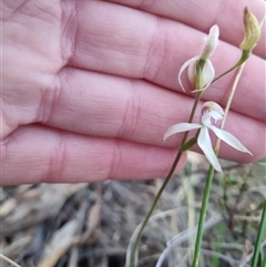 Caladenia ustulata at Bungendore, NSW - 27 Sep 2024