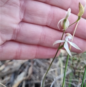 Caladenia ustulata at Bungendore, NSW - suppressed