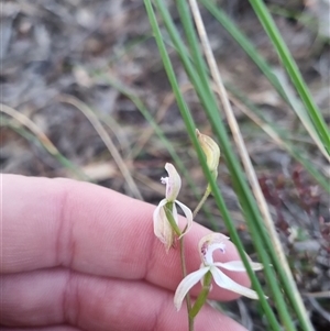 Caladenia ustulata at Bungendore, NSW - 27 Sep 2024