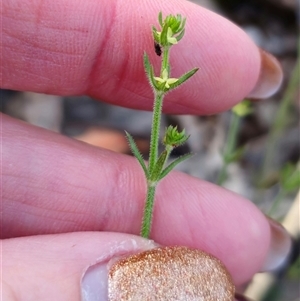 Galium gaudichaudii subsp. gaudichaudii at Carwoola, NSW - 27 Sep 2024