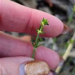 Galium gaudichaudii subsp. gaudichaudii at Carwoola, NSW - 27 Sep 2024