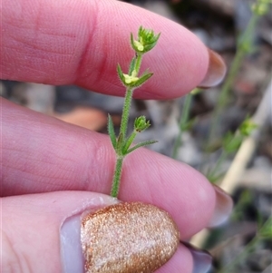 Galium gaudichaudii subsp. gaudichaudii at Carwoola, NSW - 27 Sep 2024