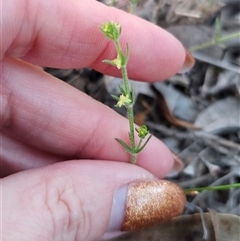 Galium gaudichaudii subsp. gaudichaudii at Carwoola, NSW - 27 Sep 2024