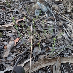 Galium gaudichaudii subsp. gaudichaudii at Carwoola, NSW - 27 Sep 2024