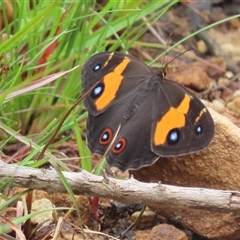 Tisiphone abeona (Varied Sword-grass Brown) at Beecroft Peninsula, NSW - 26 Sep 2024 by SandraH