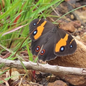 Tisiphone abeona at Beecroft Peninsula, NSW - 27 Sep 2024 09:50 AM