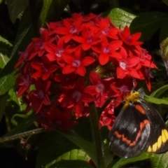 Delias nigrina (Black Jezebel) at Sheldon, QLD - 22 Sep 2024 by PJH123