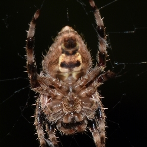 Unidentified Spider (Araneae) at Sheldon, QLD by PJH123