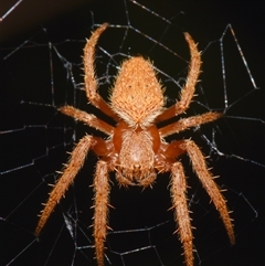 Hortophora sp. (genus) (Garden orb weaver) at Sheldon, QLD - 24 Sep 2024 by PJH123