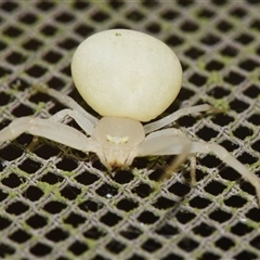 Thomisus spectabilis (Spectacular Crab Spider) at Sheldon, QLD - 27 Sep 2024 by PJH123