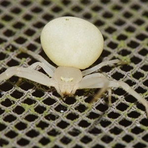 Thomisus spectabilis at Sheldon, QLD - suppressed