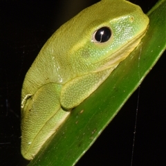 Unidentified Frog at Sheldon, QLD - 24 Sep 2024 by PJH123