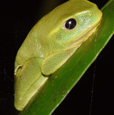 Unidentified Frog at Sheldon, QLD - 24 Sep 2024 by PJH123