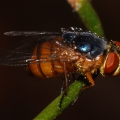 Hemipyrellia fergusoni (A blow fly) at Sheldon, QLD by PJH123