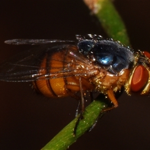 Unidentified True fly (Diptera) at Sheldon, QLD by PJH123