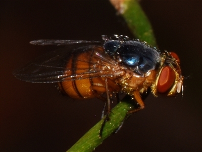 Hemipyrellia fergusoni (A blow fly) at Sheldon, QLD - 24 Sep 2024 by PJH123