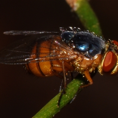 Hemipyrellia fergusoni (A blow fly) at Sheldon, QLD by PJH123