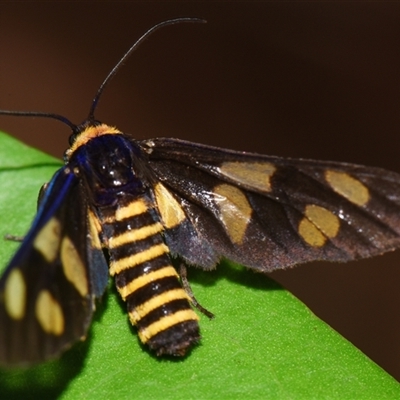 Eressa angustipenna (A Tiger moth (Ctenuchini) at Sheldon, QLD - 27 Sep 2024 by PJH123