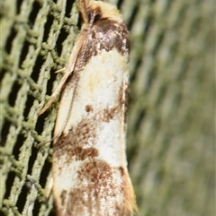 Eulechria marmorata (A Concealer moth (Eulechria group)) at Sheldon, QLD - 27 Sep 2024 by PJH123