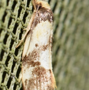 Eulechria marmorata (A Concealer moth (Eulechria group)) at Sheldon, QLD by PJH123