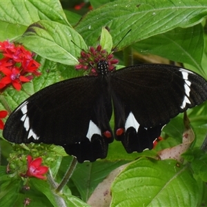 Papilio aegeus at Sheldon, QLD by PJH123