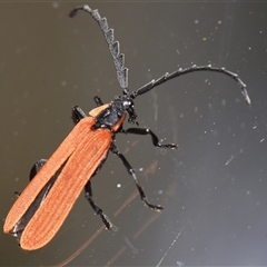 Porrostoma rhipidium (Long-nosed Lycid (Net-winged) beetle) at Sheldon, QLD - 27 Sep 2024 by PJH123